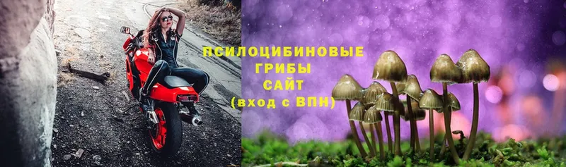 продажа наркотиков  Новозыбков  Галлюциногенные грибы Psilocybine cubensis 